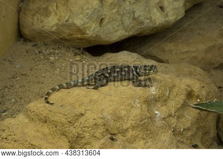 Macdougall's Spiny Lizard (sceloporus Macdougalli) In Zoo.