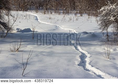 A Well-trodden Path Through The Fallen White Snow In Winter In A Field