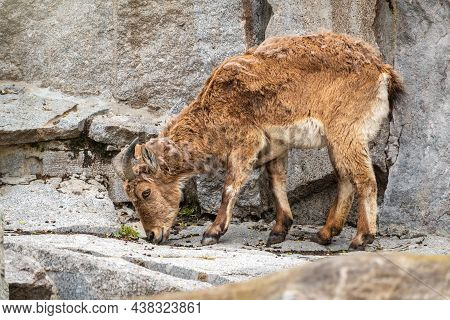 Mountain Goat Or East Caucasian Tur, Female, Latin Name Carpa Cylindricornis. It Is Critically Endan