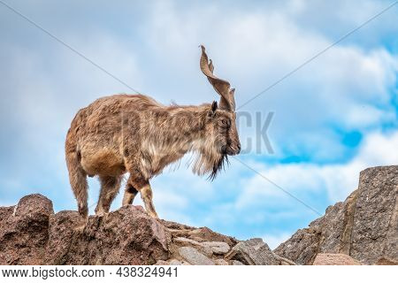 Markhor, Capra Falconeri, Wild Goat Native To Central Asia, Karakoram And The Himalayas Standing On 