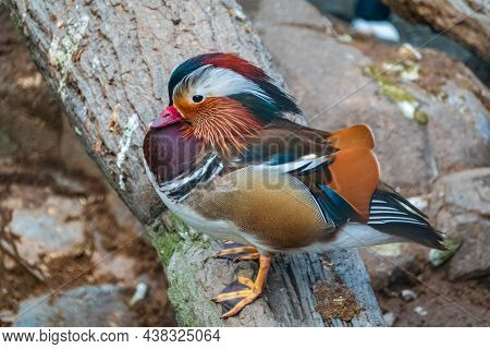 Beautiful Male Or Drake Mandarin Duck With Pretty Feathers. The Mandarin Duck, Lat. Aix Galericulata