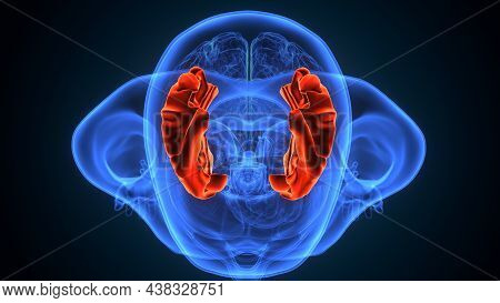3d Illustration Of Human Brain Inferior Frontal Gyrus Anatomy