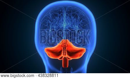 3d Illustration Of Human Brain Cerebellum Anatomy.