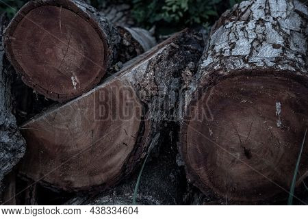 Stack Of Sharea Obtusa Stumps Ready For Use In Construction, Wooden Natural Cut Logs Textured Backgr