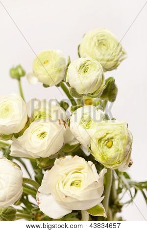 Ranuncolo bianco