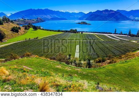 Greeting postcard. Picturesque vineyard descends down to the water. Adorable little island in the Lake Wanaka. New Zealand, South Island. The concept of ecological and photo tourism