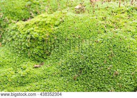 Saxifrage In Autumn Without Flowers. Bright Green Saxifrage Hills.
