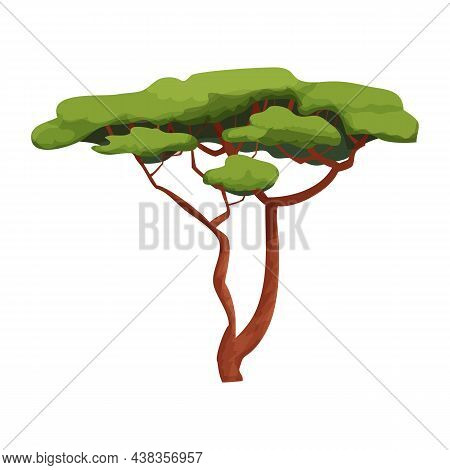 Acacia African Tree, Savannah Plant In Cartoon Style Isolated On White Background. Green Foliage, Th
