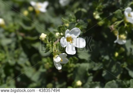 Ornamental Bacopa Flowers - Latin Name - Chaenostoma Cordatum