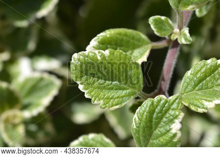 Swedish Ivy Marginatus Leaves - Latin Name - Plectranthus Forsteri Marginatus