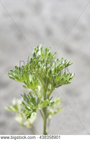 Common Wormwood Leaves - Latin Name - Artemisia Absinthium