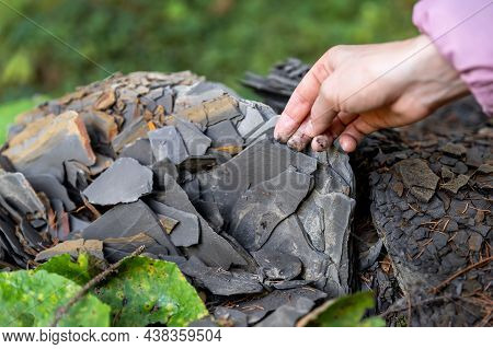 Closeup Little Kid Hand Collecting And Exploring Dark Grey Shale Slate Natural Rock Fossil At Walk I