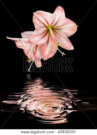 Amaryllis (Hipperastrum) Blumen isoliert auf schwarz