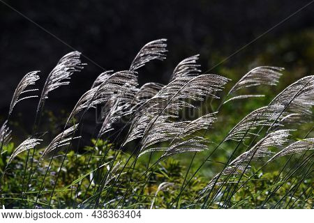 The Sight Of Japanese Pampas Grass Swaying In The Wind And Shining Is A Japanese Autumn Tradition.
