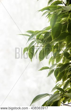 Leaves Of Ficus (ficus Benjamina)
