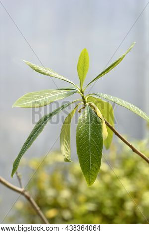 Paperbush Leaves - Latin Name - Edgeworthia Tomentosa (edgeworthia Chrysantha)