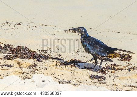 Great-tailed Grackle Bird Is Eating Sargazo On Beach Mexico.