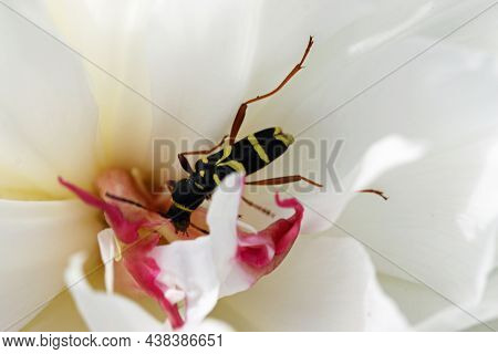 Wasp Beetle, Clytus Arietis, Feeding In A White Peony Flower In Close Up With A Background Of Blurre
