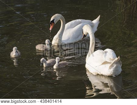 Couple Of White Mute Swans, Cygnus Olor With Four Small Cute Chicks Swimming On Brown Green Water Su