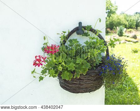 Red Geranium And Blue Lobelia Erinus Flowers In Brown Wicker Basket, Flower Pot Hanging On White Wal