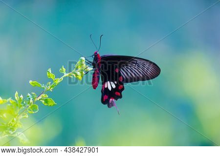 Papilio Polytes Also Known As The Common Mormon Resting On The Flower Plants On A Beautiful Green Ba
