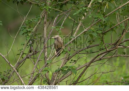The Jungle Babbler Is A Member Of The Family Leiothrichidae Found In The Indian Subcontinent. \n The