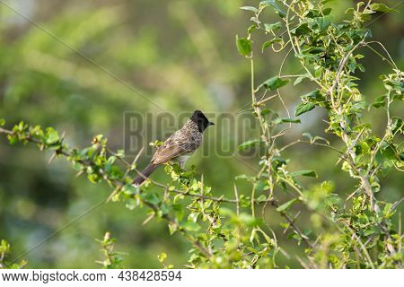 Red Bulbul, Taking Rest On The Tree Top After A Long Flight, During Summer In India
