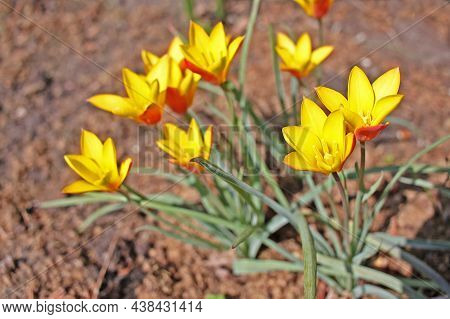 Tulipa Clusiana, The Lady Tulip Is An Asian Species Of Tulip Native To Afghanistan, Iran, Iraq, Paki