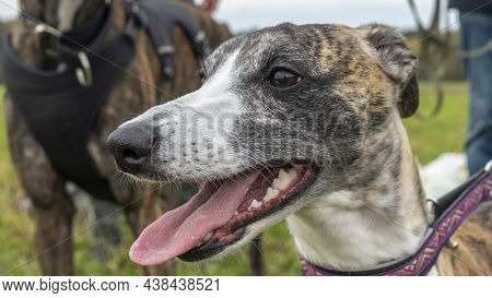 Beautiful Whippet Head Portrait. Cute English Whippet In A Field. Animal Concept.