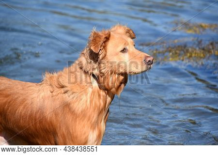 Dripping Wet Tolling Retriever Dog After A Swim.