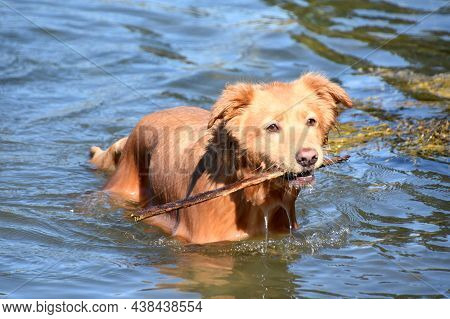 Beautiful Wet Toller Dog Fetching A Stick In The Ocean.