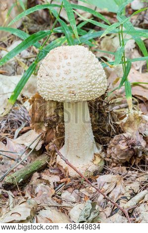 Amanita Citrina Commonly Known As The False Death Cap Or Citron Amanita In Polish Forest.