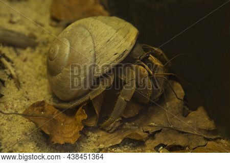 Terrestrial Hermit Crab (coenobita Brevimanus) In Zoo.