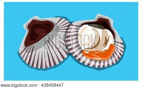 Scallop Vector Illustration, Ideal For Teaching Materials, Posters, And Other Design Projects.