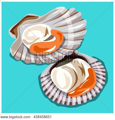 Scallop Vector Illustration, Ideal For Teaching Materials, Posters, And Other Design Projects.
