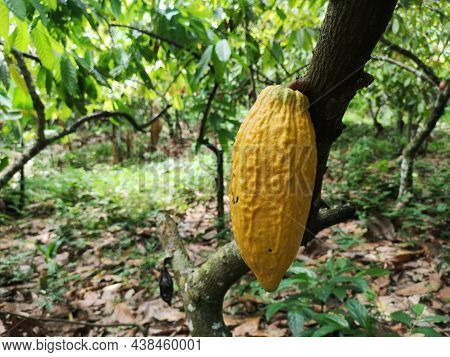 Cocoa Fruit On Tropical Cocoa Plantation In Southern Bahia Brazil.