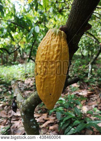 Cocoa Fruit On Tropical Cocoa Plantation In Southern Bahia Brazil.