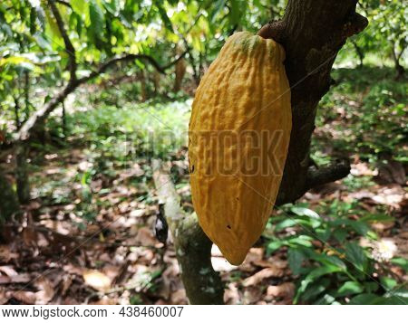Cocoa Fruit On Tropical Cocoa Plantation In Southern Bahia Brazil.