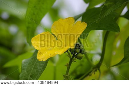 A Beautiful Fresh Yellow Male Luffa Or Loofah Flower