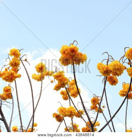Cochlospermum Regium