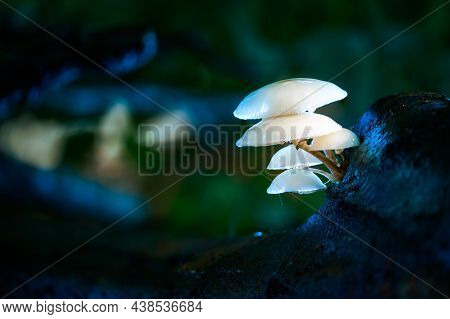 Porcelain, Or Poached Egg Fungus, Oudemansiella Mucida, Growing From A Dead Beech Tree