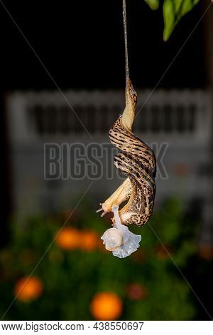 Reproduction Mating Of Two Striped Slugs Limax Maximus In The Evening On A Blurred Background In The