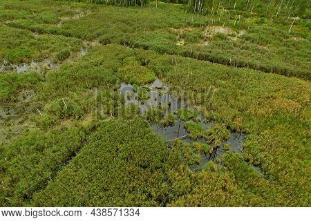 Swamp With Trees In The Forest. The Concept Of Ecology And Environmental Protection. Scene Riverine