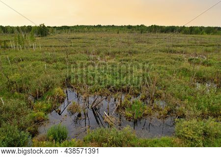 Swamp With Trees In The Forest. The Concept Of Ecology And Environmental Protection. Scene Riverine 