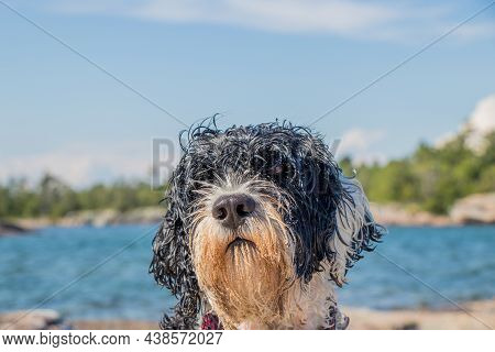 Portuguese Water Dog With A Sandy Face At The Beach