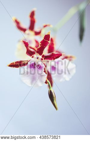 Close Up Of Miltonia Kismet Orchid Flowers Against A Light Grey Blue Background. Selective Focus Wit