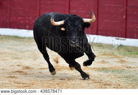 Fighting Bull With Horns On The Spanish Bullring