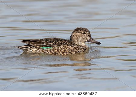 Frau grün – Winged Teal