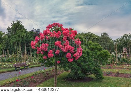 Park Rosarium Sangerhausen In Germany. Selected Sorts Of Exquisite Roses For Parks, Gardens, Beds, B