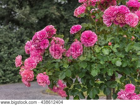 Rose Gallica Var. Conditorum Dieck Conditorum. Selected Sorts Of Exquisite Roses For Parks, Gardens,